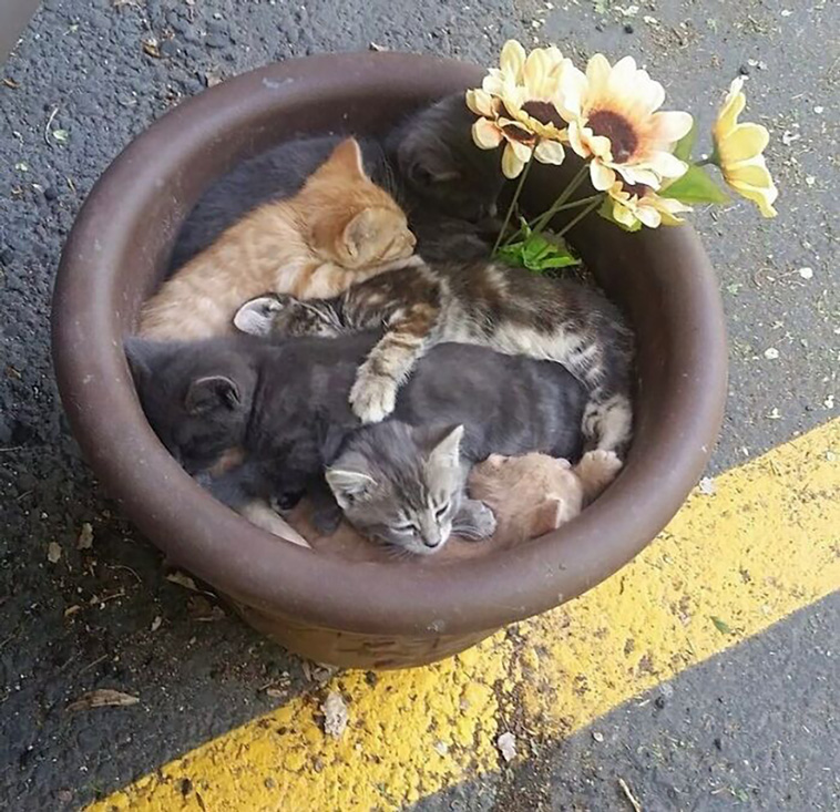 animals