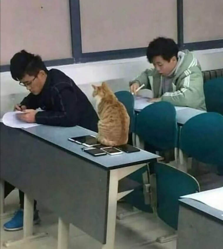 animals