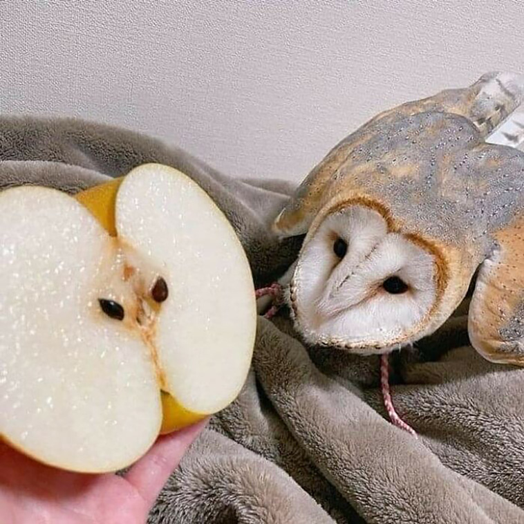 animals
