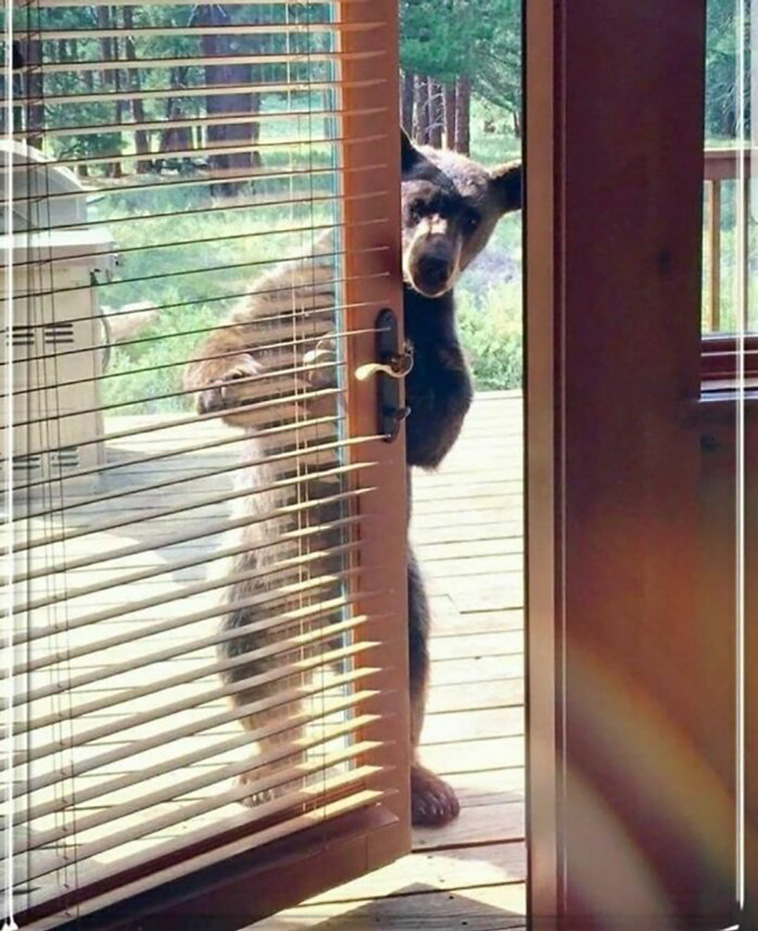 animals