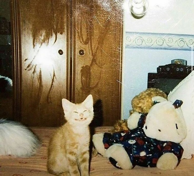 animals