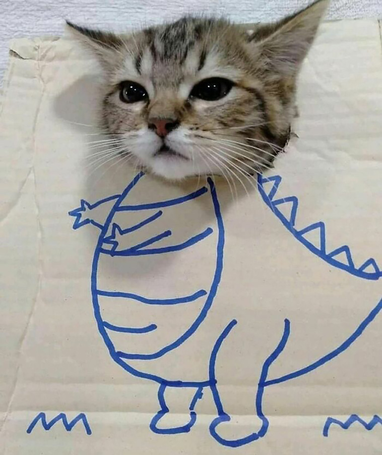 animals