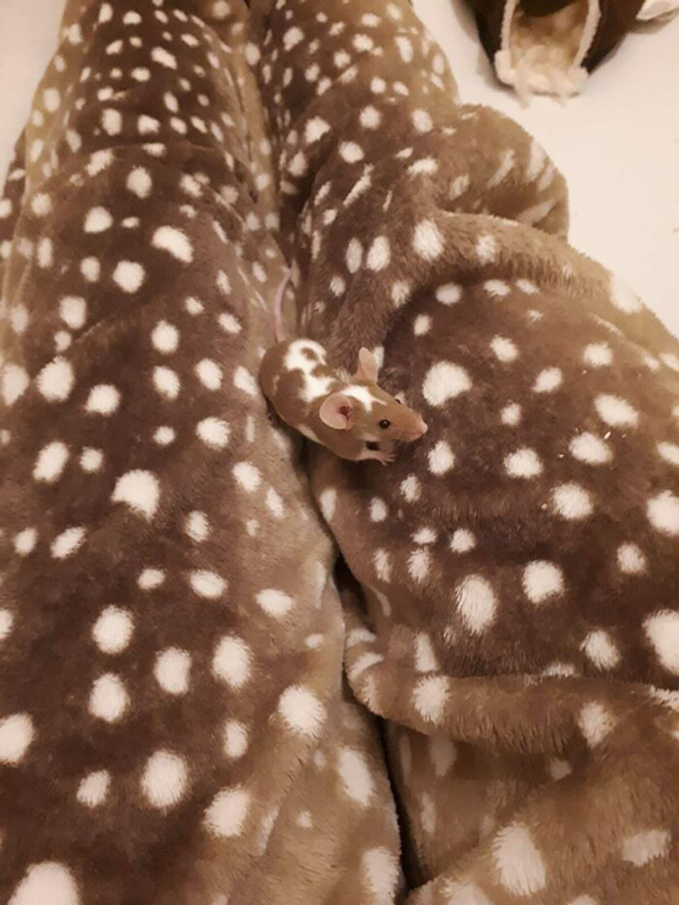 accidental camouflage