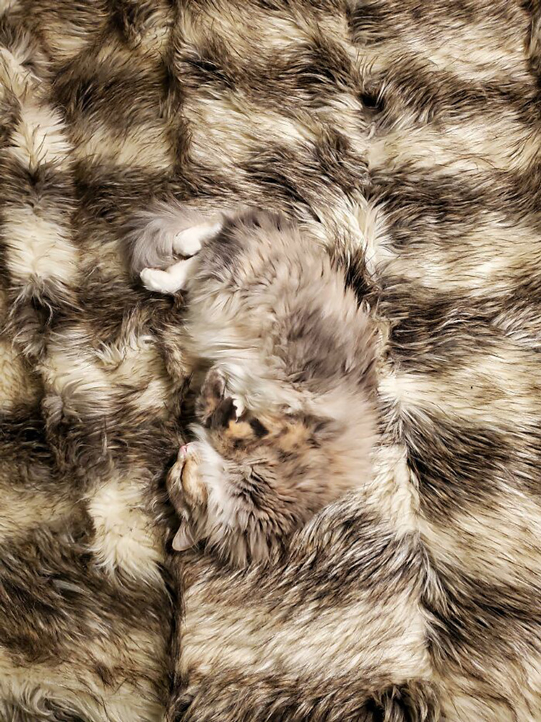 accidental camouflage