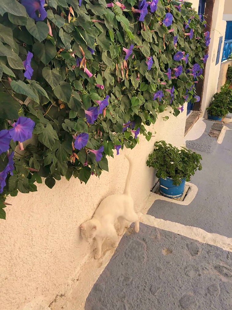accidental camouflage