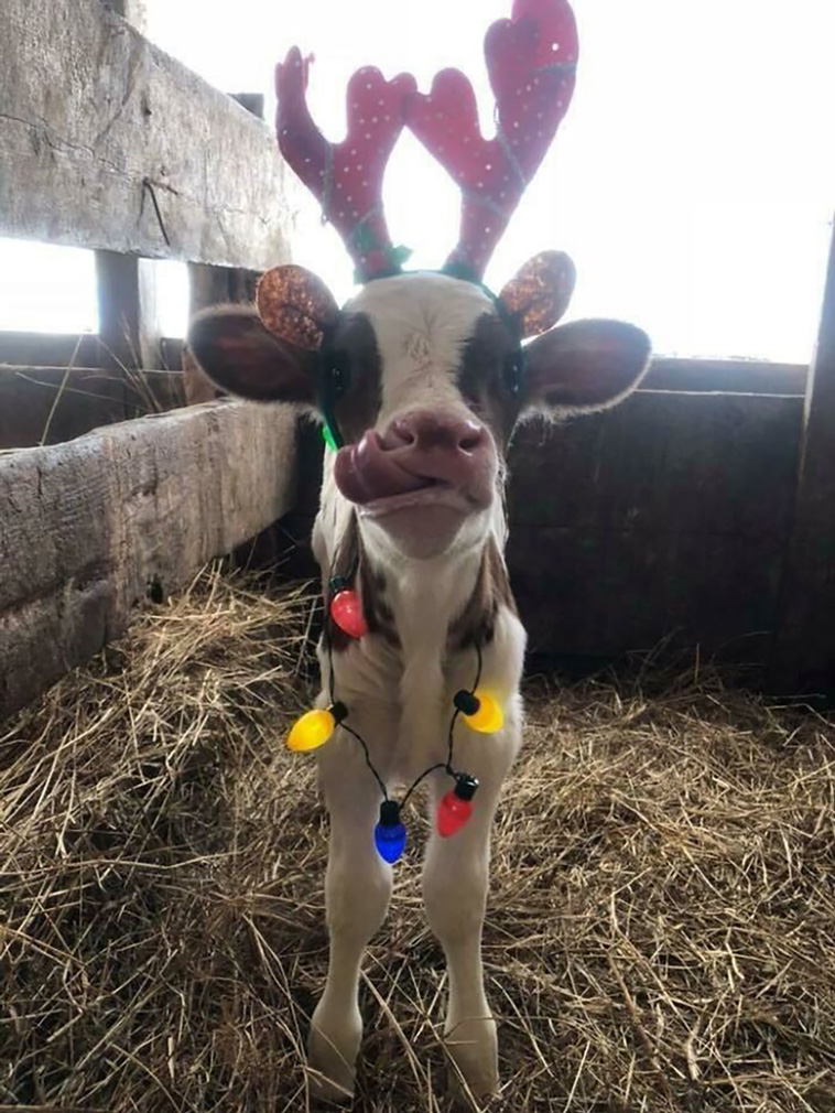 cows