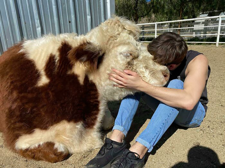 cows