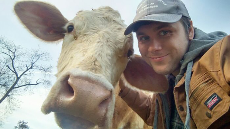 cows