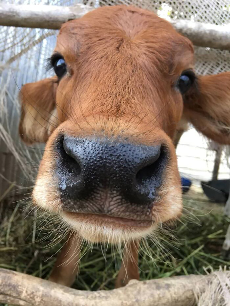 cows