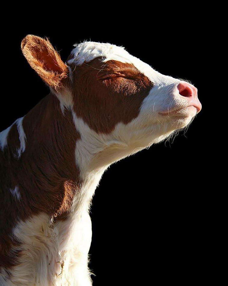 cows