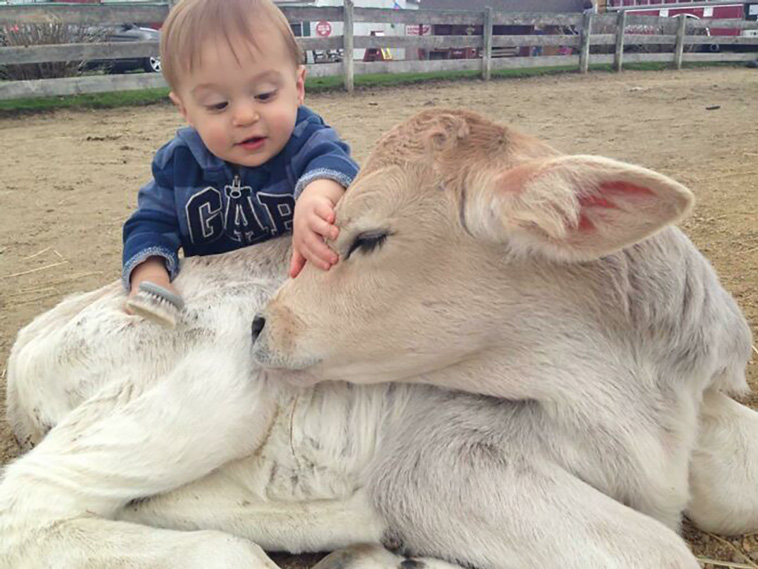 cows