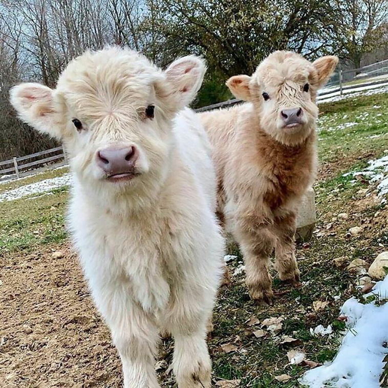 cows