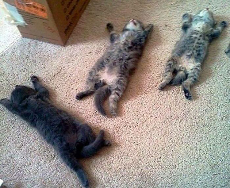 derpiest cats