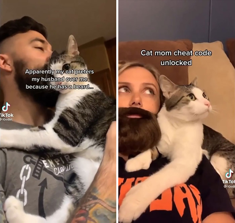 derpiest cats