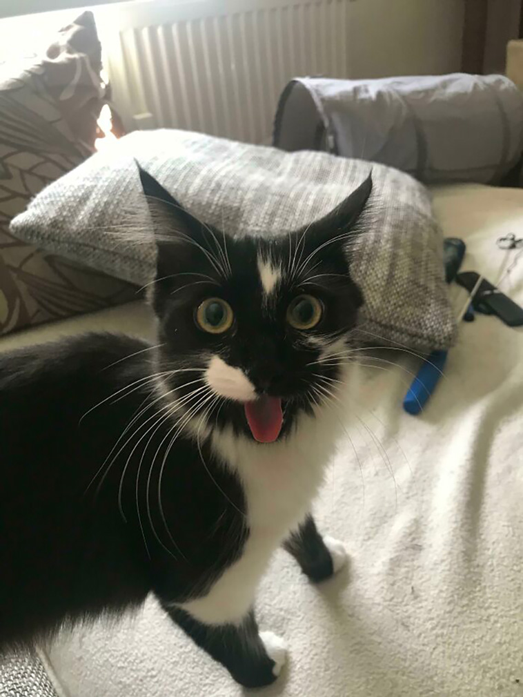 derpiest cats