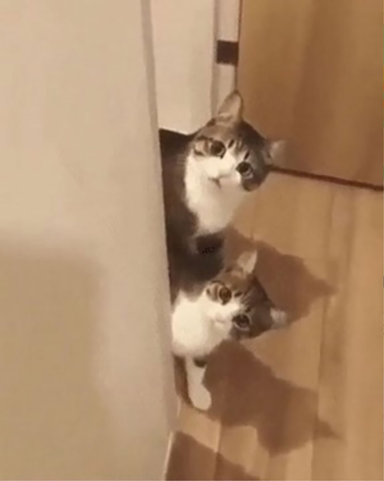 derpiest cats