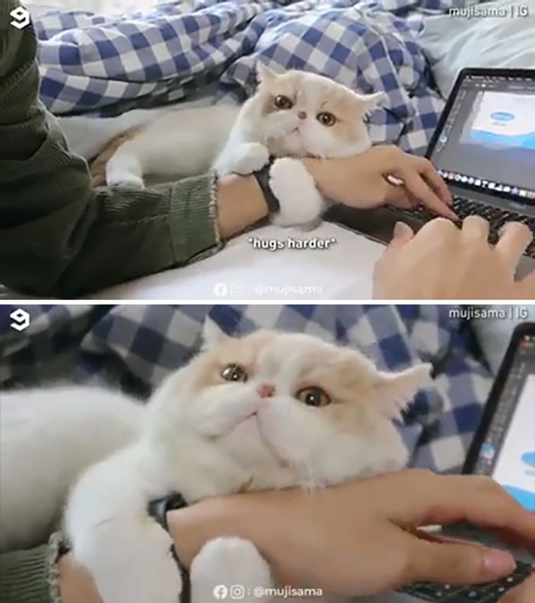 derpiest cats