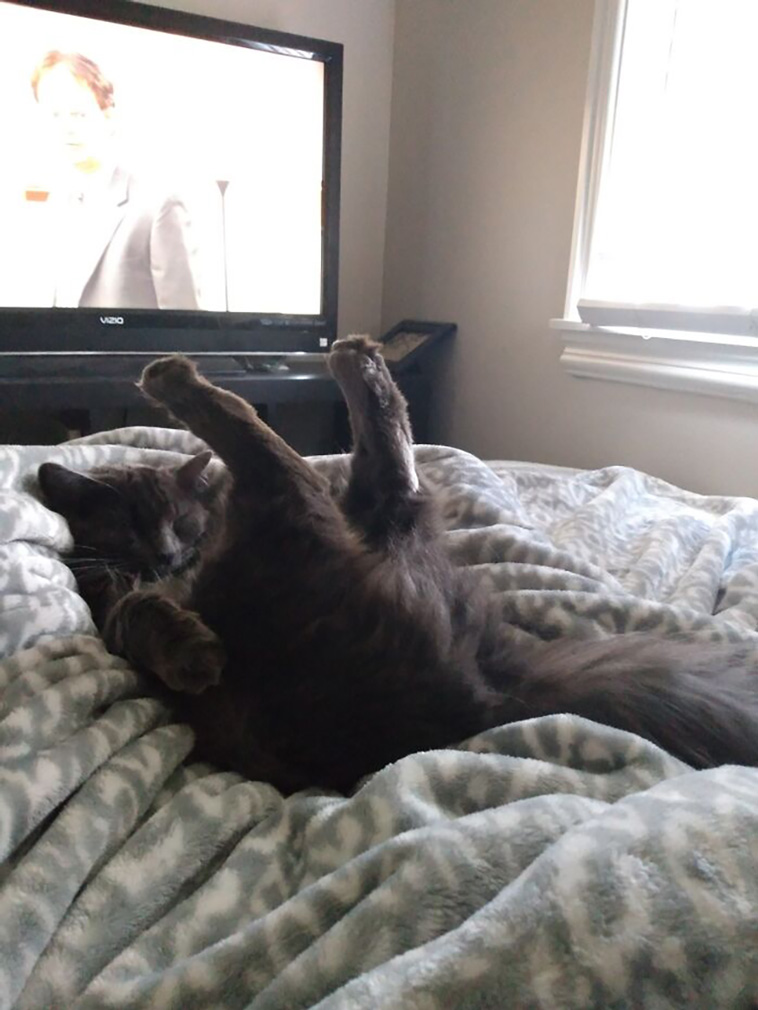 derpiest cats