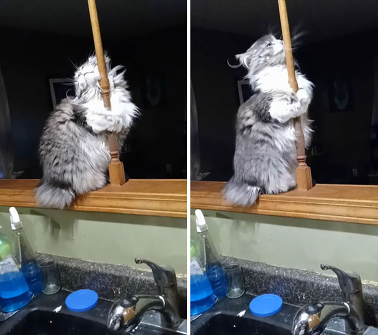 derpiest cats