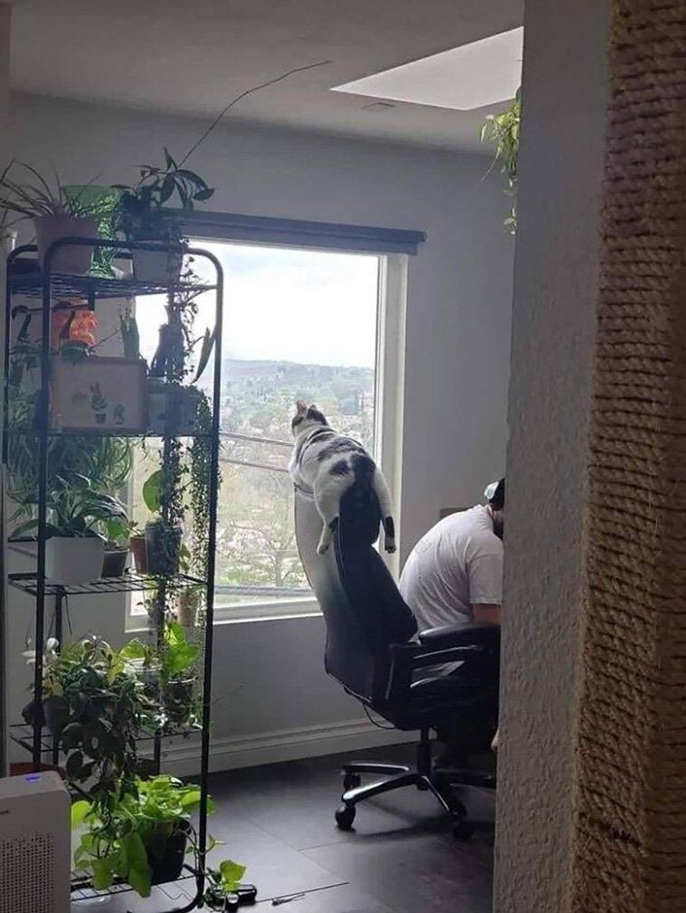 derpiest cats