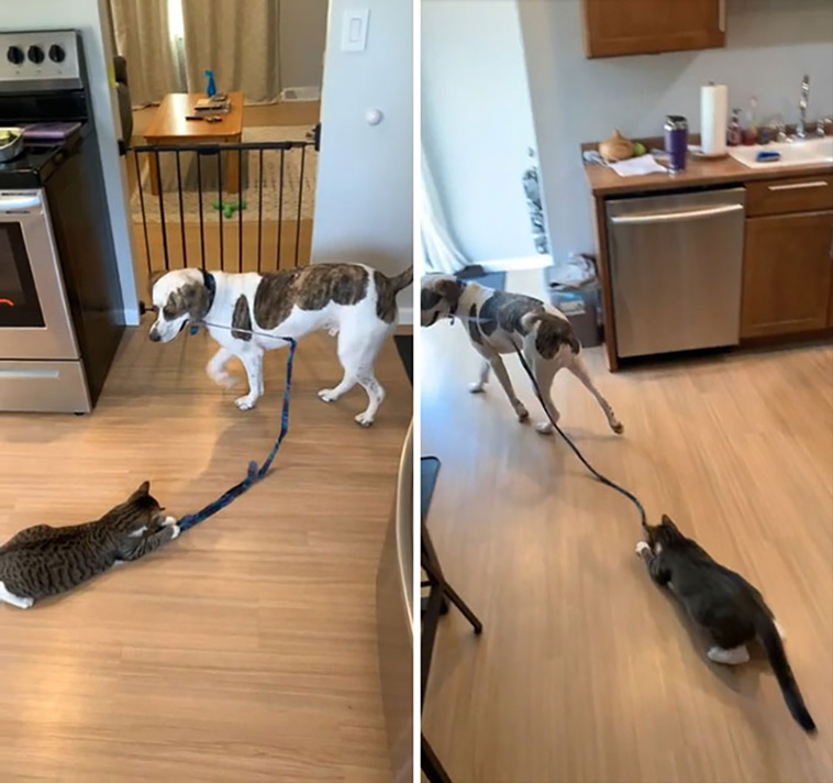 derpiest dogs