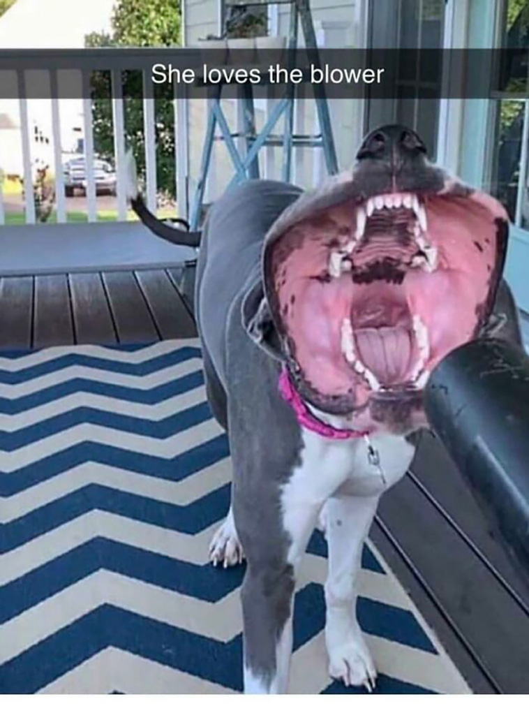 derpiest dogs