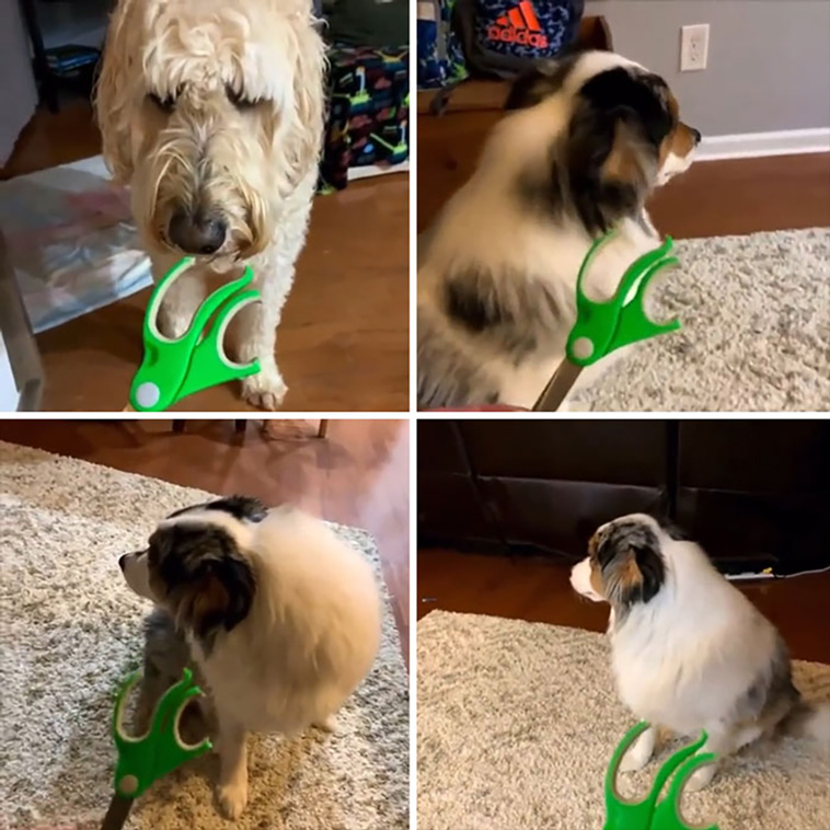 derpiest dogs