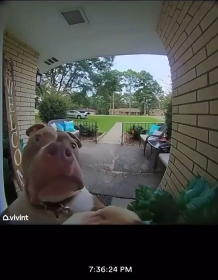 derpiest dogs