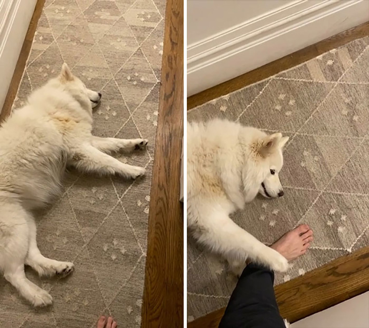 derpiest dogs