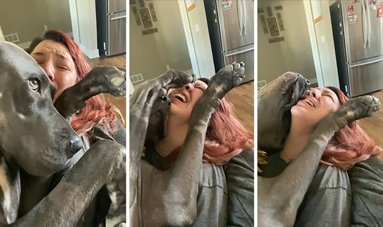 derpiest dogs