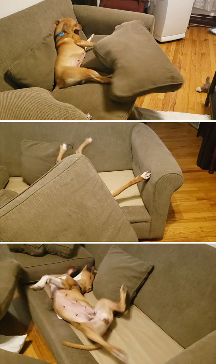 malfunctioning dogs
