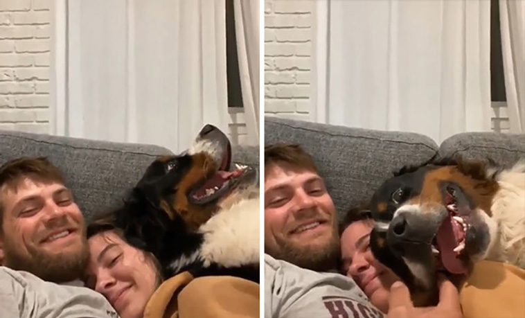 malfunctioning dogs