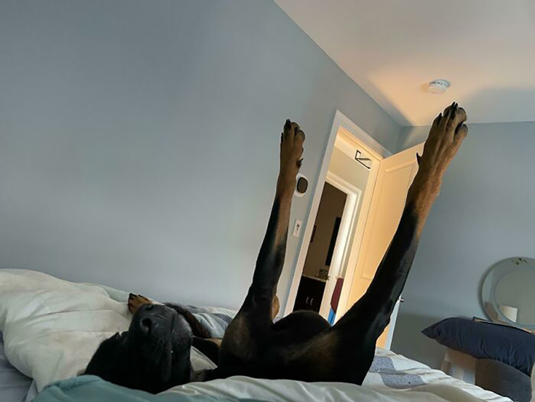 malfunctioning dogs