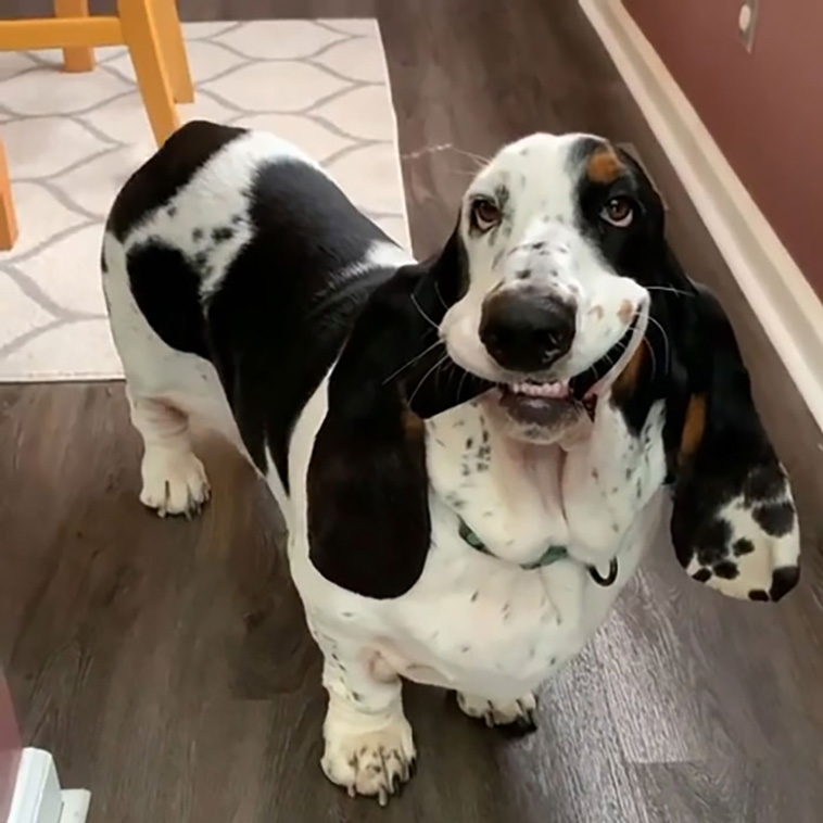 malfunctioning dogs