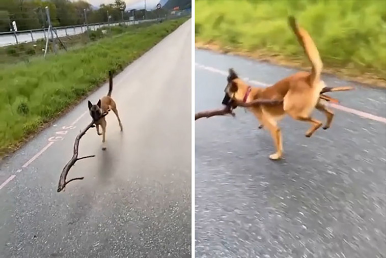 malfunctioning dogs