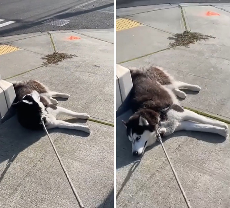malfunctioning dogs