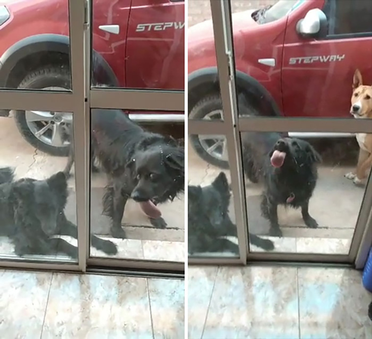 malfunctioning dogs