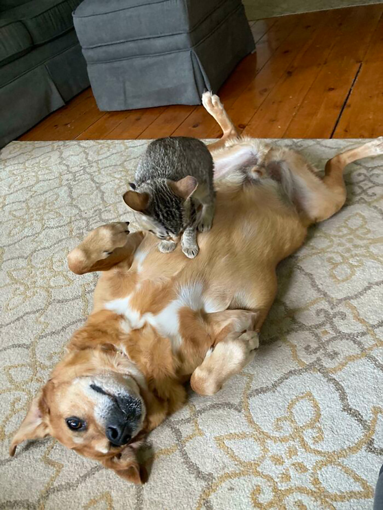 rescued pets