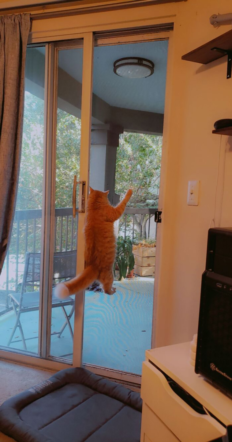 rescued pets