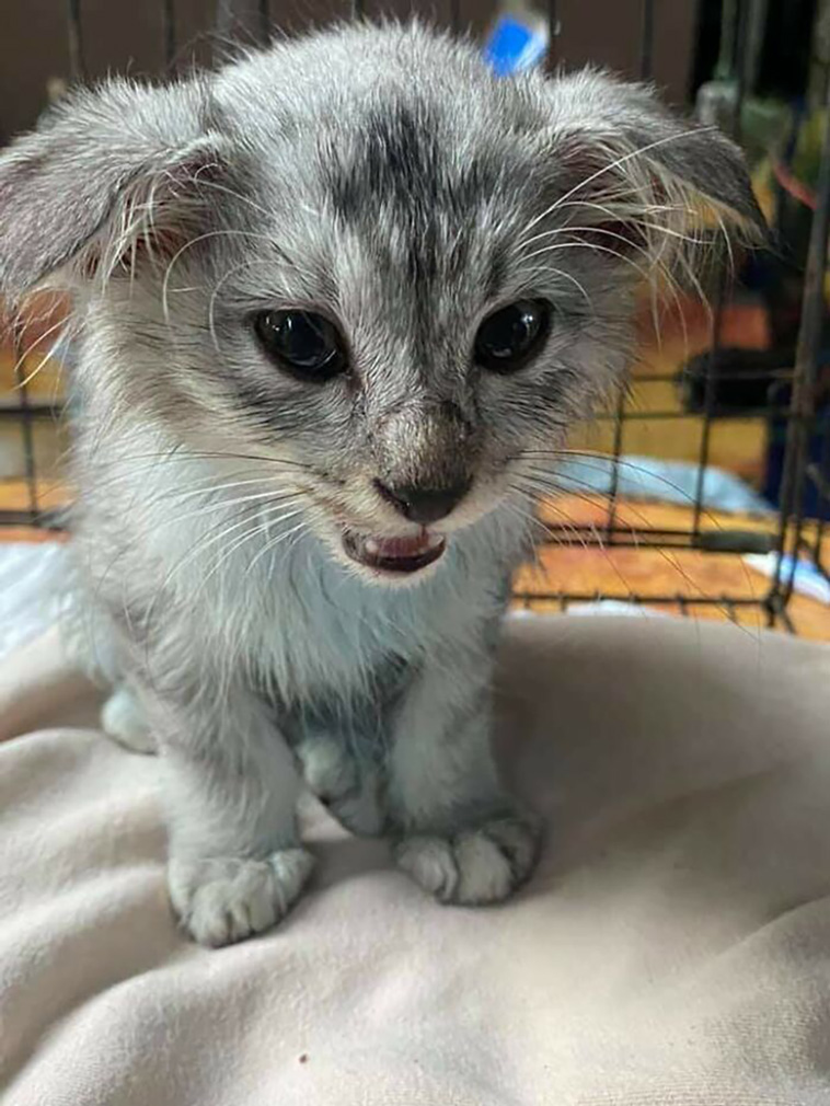 rescued pets