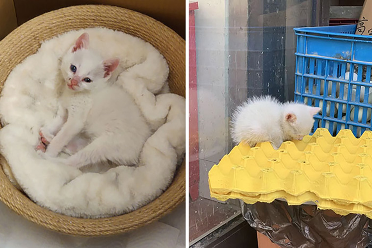 rescued pets