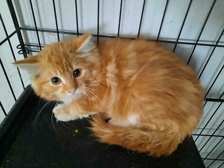 rescued pets