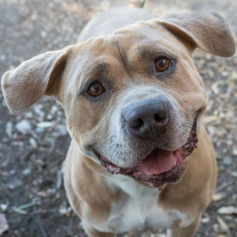 rescued pets