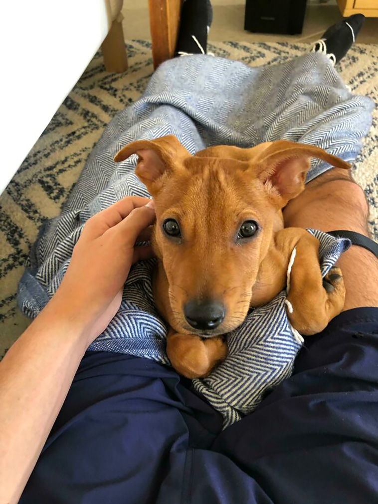 rescued pets