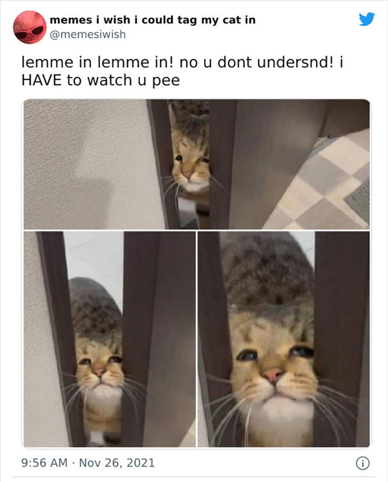 my cat