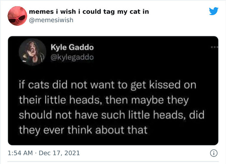 my cat