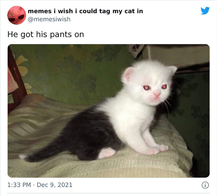 my cat