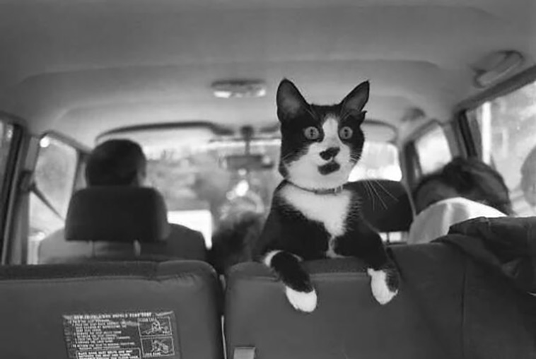 cats with celebrities