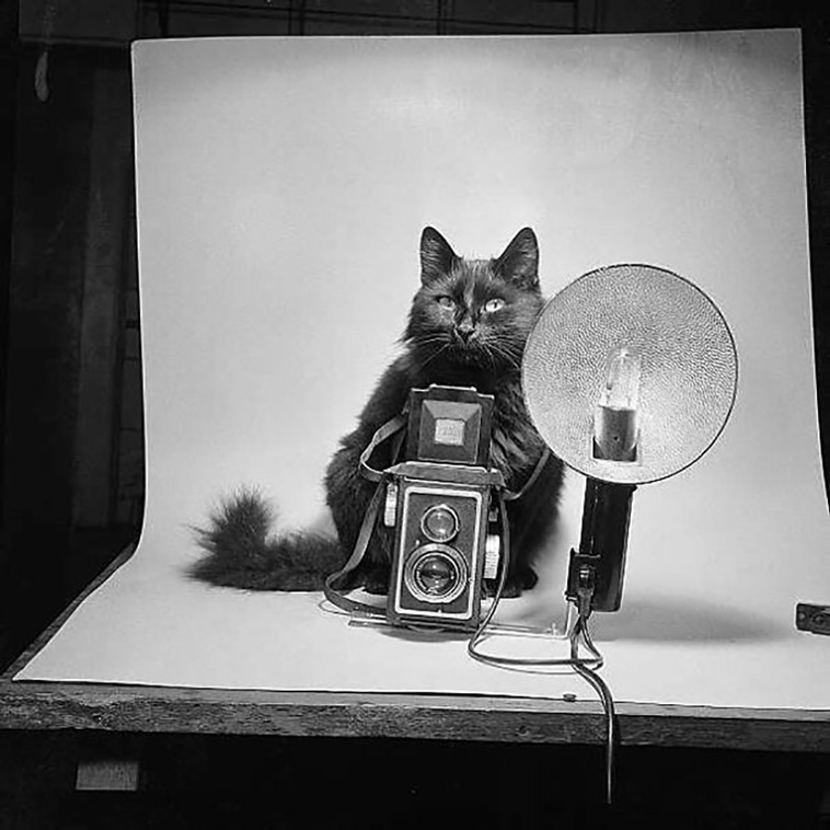 cats with celebrities