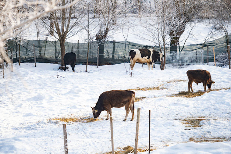 cows